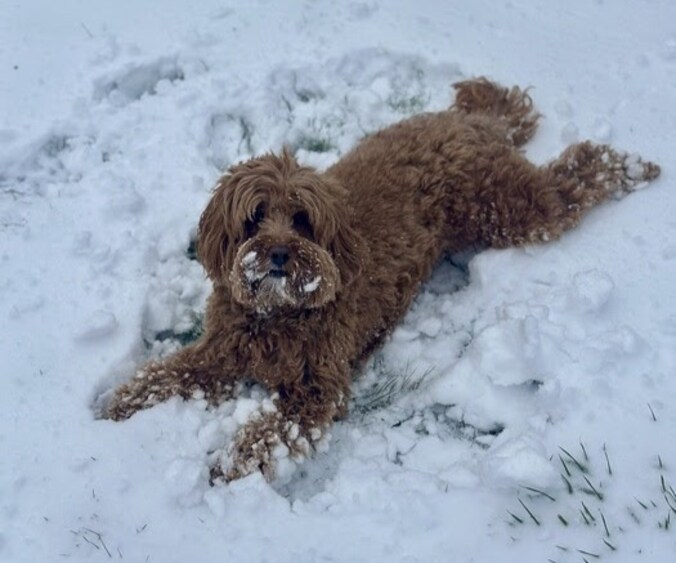 Maurice amuseert zich in de sneeuw.