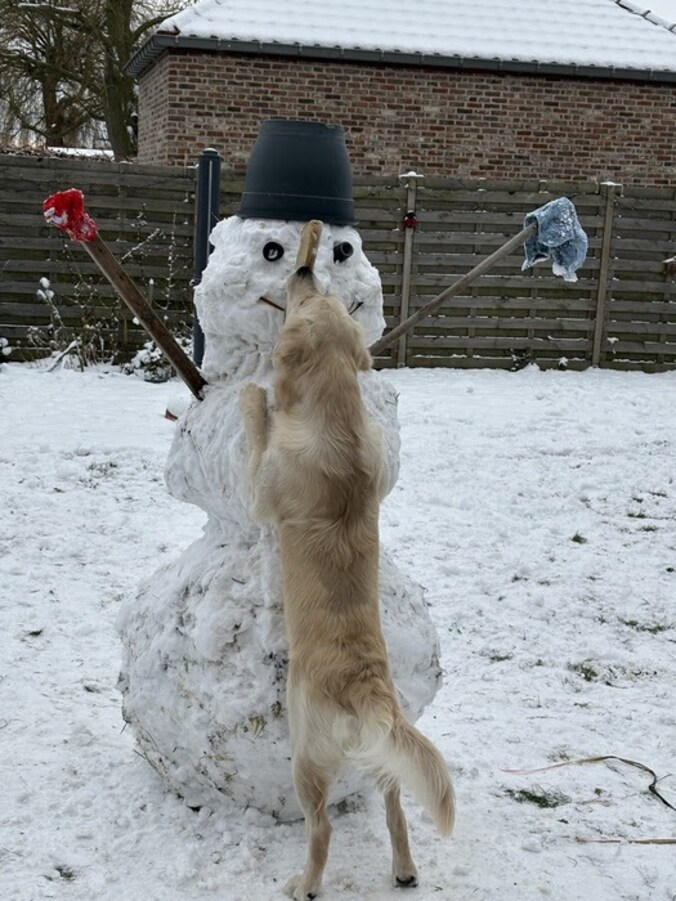 Hond Teddy geniet van de sneeuw in Kampenhout