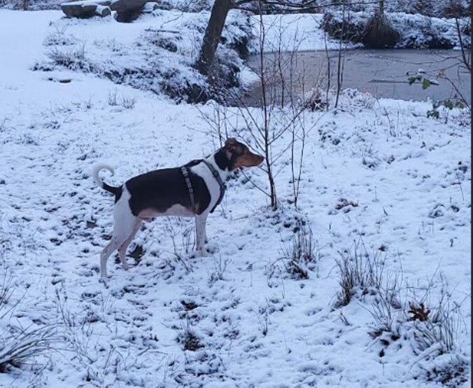 Hond Bruno in het winterlandschap in Diepenbeek.