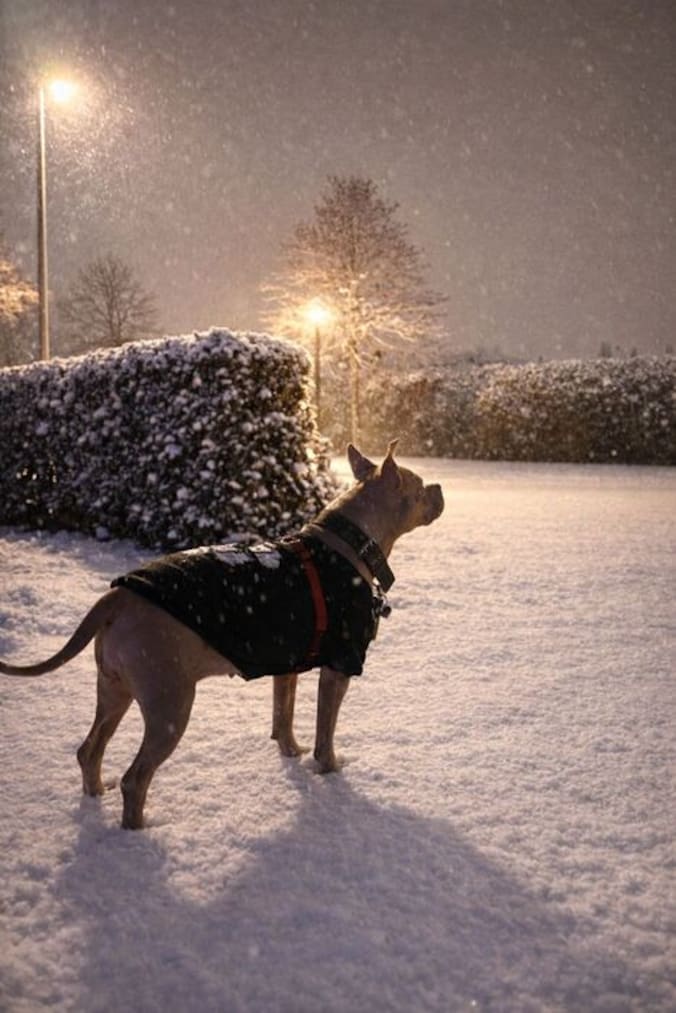 Hond klaar om sneeuw te trotseren in Antwerpen.