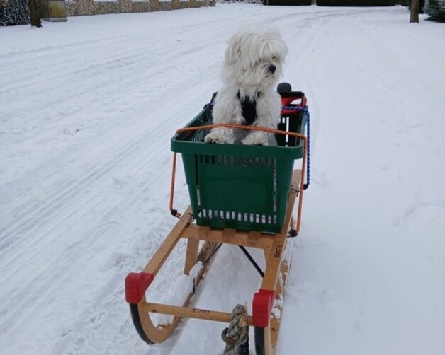 Flore haar hond wou ook meegenieten van de winterpret.