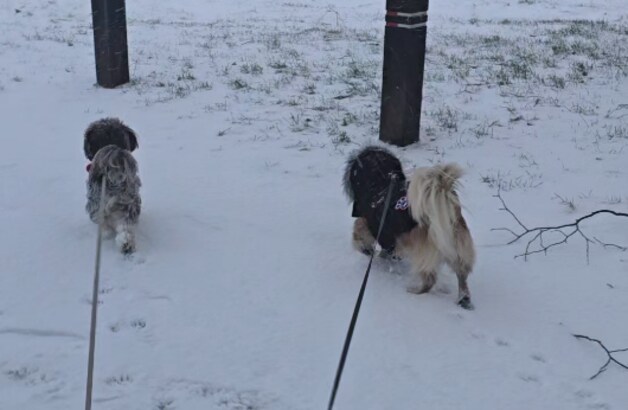 Marijke De Vlieger trotseerde het strenge winterweer om haar hondjes hun dagelijkse wandeling te geven.