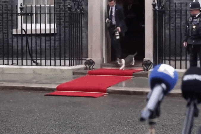 KIJK. Larry de kat steelt opnieuw de show in Downing Street 10 en haalt ...