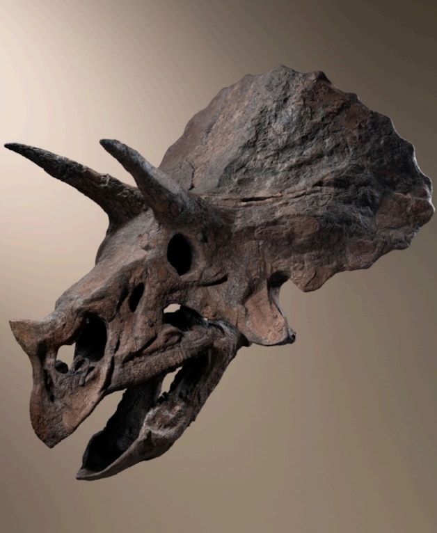 De kolossale dinosaurusschedel ‘Baby Jane’.