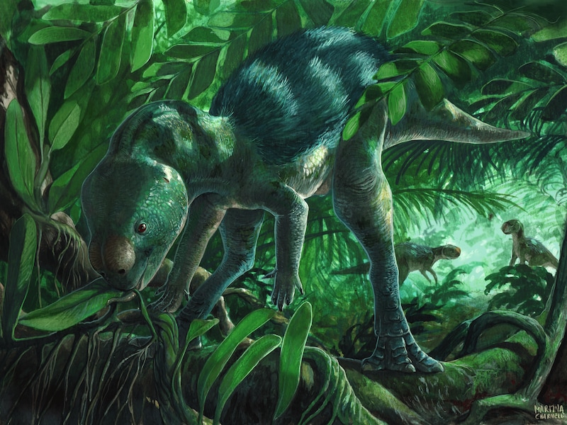 Paleo-art reconstructie van Foskeia pelendonum  Martina Charnell