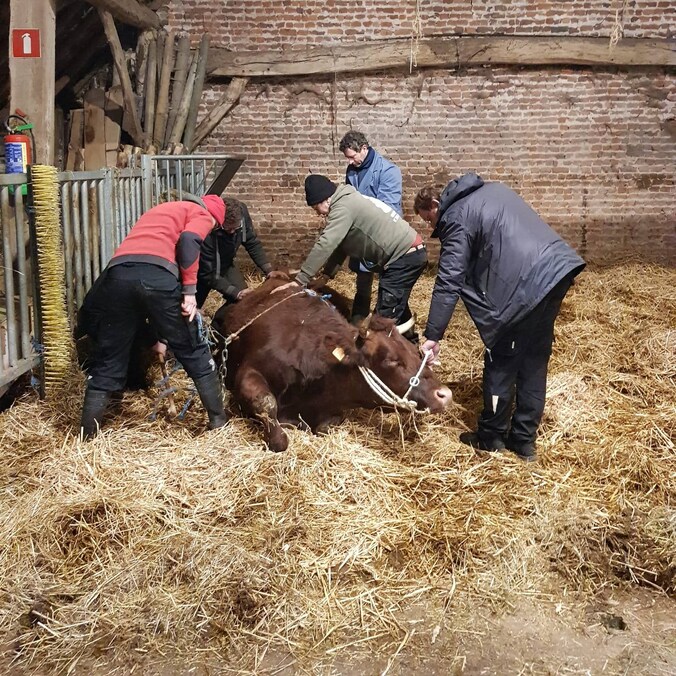 Brugse kinderboerderij in rouw na overlijden koe Trees en kalfje Luno ...