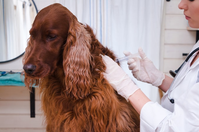 Vaccinatie bij een hond, beeld ter illustratie.