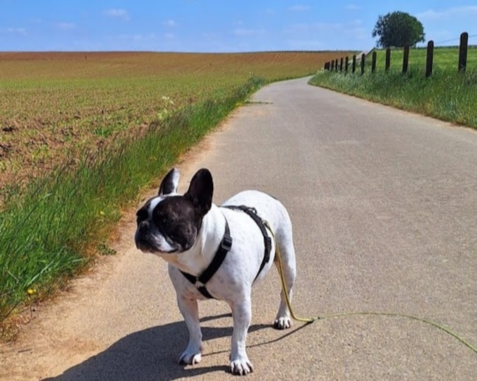 Bart en zijn hond Sofie genieten van de zonnige dag in Denderleeuw.