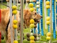 Vierde editie van hondenfestival Just Woofing gaat door op 1 augustus in Steenokkerzeel