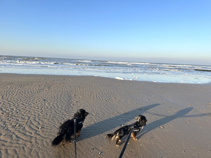 Sofie en haar twee hondjes genieten van vroege lentezon in Middelkerke