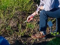 Nederlandse plantenspecialiste deelt kennis tijdens snoeidemo in Kontich