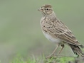 Nieuwe Vogelatlas luidt alarm: veldleeuwerik verloor 95 procent van zijn populatie sinds 1960