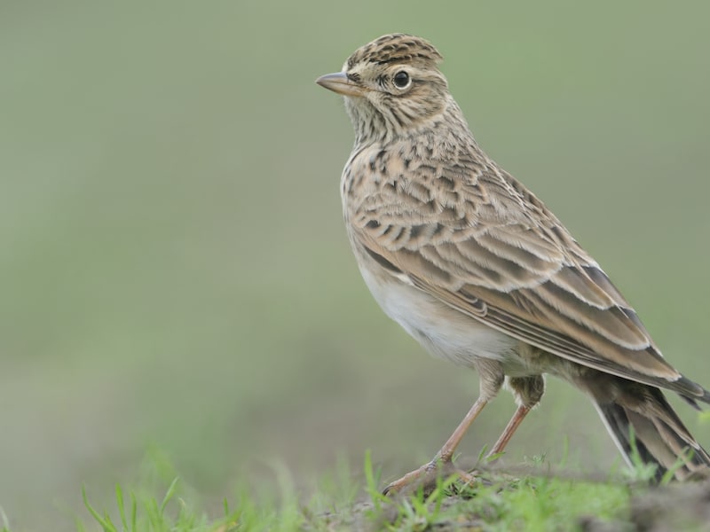 Nieuwe Vogelatlas luidt alarm: veldleeuwerik verloor 95 procent van zijn populatie sinds 1960