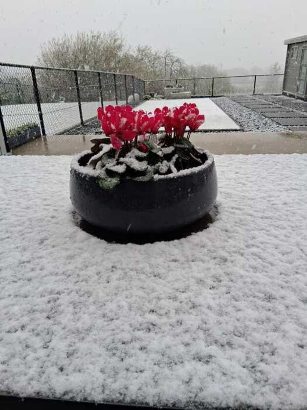 Tongeren werd deze ochtend wakker onder een wit laagje sneeuw.