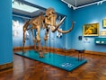 Ontdek de dieren van Lier tijdens een speelse herfstactiviteit in het museum