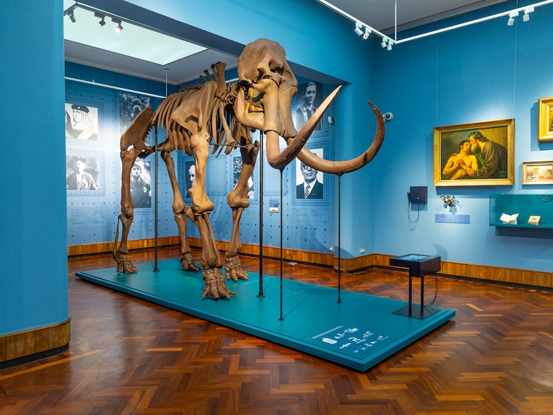Ontdek de dieren van Lier tijdens een speelse herfstactiviteit in het museum