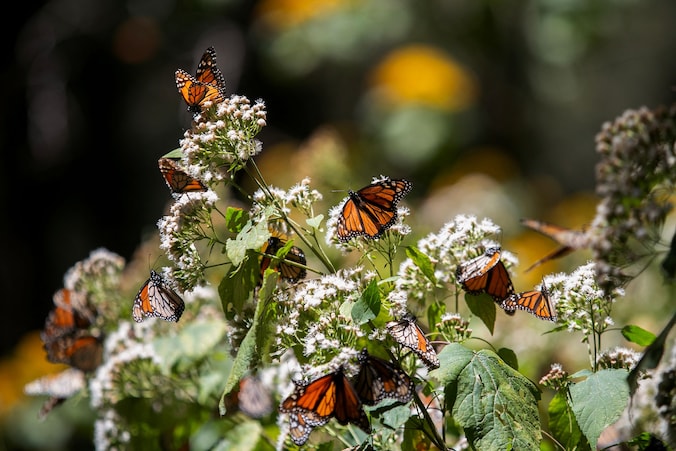 Monarchvlinders (Danaus plexippus) op een plant in El Rosario-reservaat in Mexico, 25 maart.