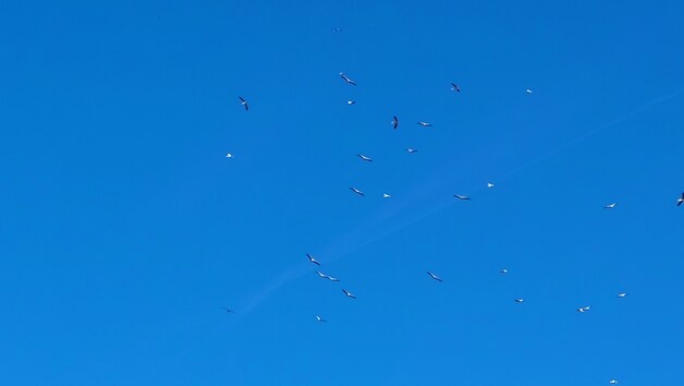 Ooievaars boven Wevelgem woensdagochtend