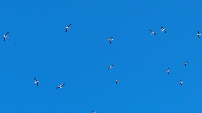 Ooievaars boven Wevelgem woensdagochtend