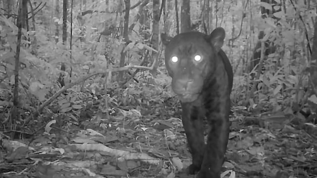 De zeldzame zwarte jaguar, door WWF gespot in Ecuador.