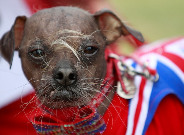 Mugly verkozen tot lelijkste hond ter wereld | Bizar | HLN.be