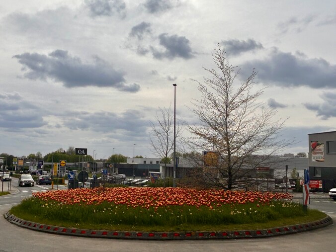 Duizenden tulpen staan in bloei.