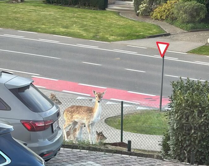 De herten gingen op wandel langs de Guilleminlaan.