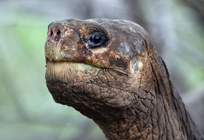 'Eenzame George'.