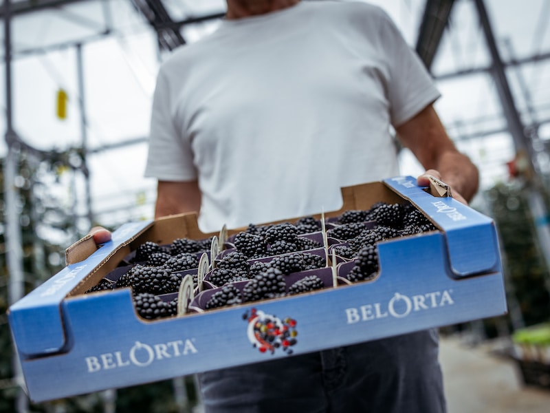 Website van groente- en fruitveiling BelOrta tijdelijk offline