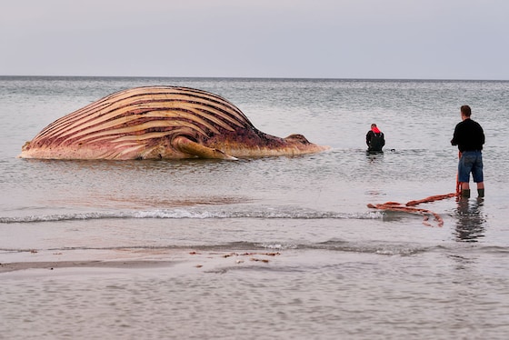 Timmy werd teruggevonden voor de kust van het Deense eiland Anholt.

