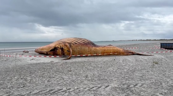 De bultrug toen hij op het strand lag in Anholt.