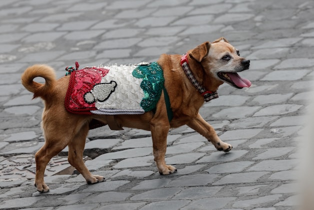The mascot of the Italian Carabinieri, Briciola, during the annual military parade.