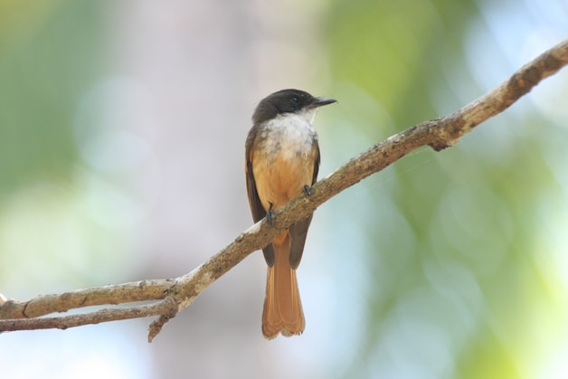 Song is an important criterion for dividing birds into species. 