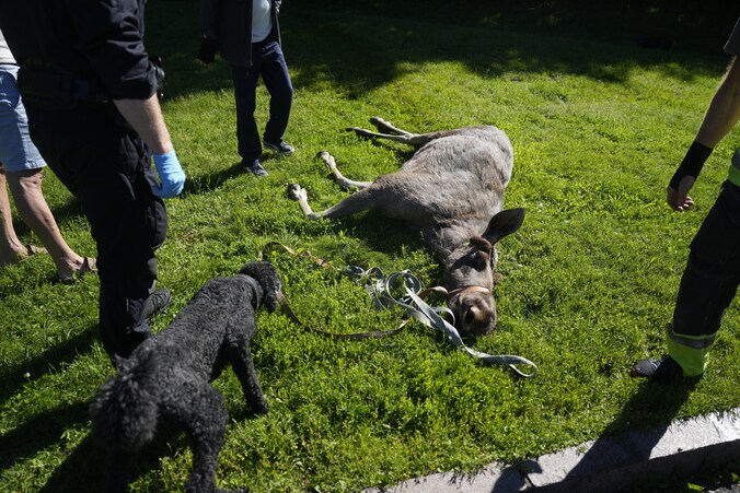 Verdwaalde eland doodgeschoten in centrum van Oslo nadat dier tussen ...