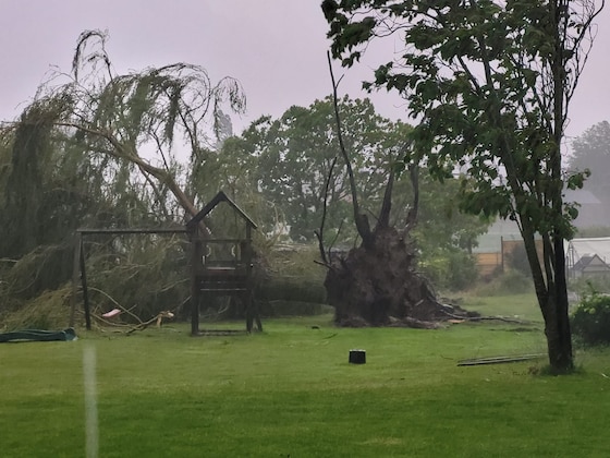A gigantic tree uprooted after heavy gusts in Anzegem
