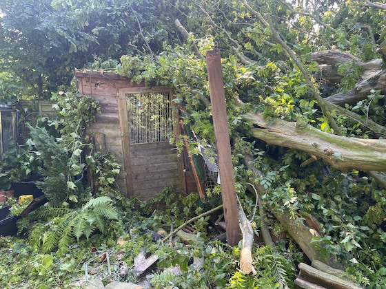 The garden house and seating area are completely buried under a beech tree in Tiegem