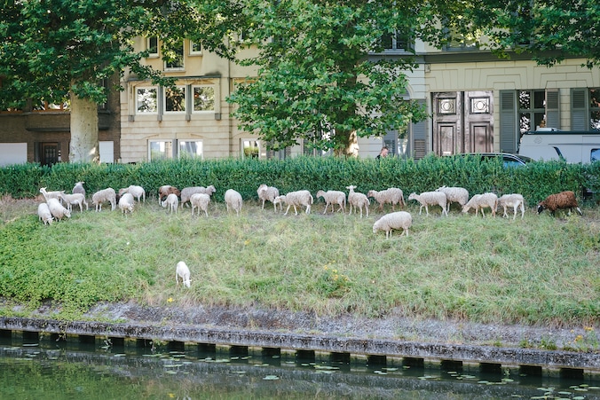 Grazende schapen aan de coupure in Gent.