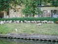 De groenste grasmaaiers zijn terug: schapen lopen weer door Gent