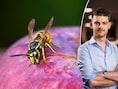 Bijna vier keer minder wespen gespot dan vorig jaar: “Maar dat is niet per se goed nieuws”