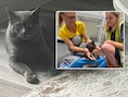 “Dit bewijst dat alles mogelijk is!”: Mishu, de kat die 17 dagen geleden verdween op Brussels Airport, is terecht
