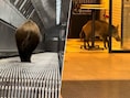 KIJK. Wild zwijn slentert door metro van Boedapest en zorgt voor chaos op Lijn 2