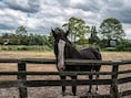 Drie arrestaties in België in internationaal onderzoek naar ongeschikte slachtpaarden: sleutelrol voor Oost-Vlaamse handelaar