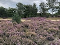 Grenspark Kalmthoutse Heide krijgt 110.000 euro meer steun: ook erkenning als nationaal park opnieuw ter sprake