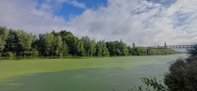 De Leie kleurde donderdagmorgen volledig groen