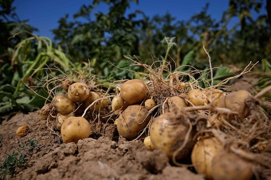 Vooral aardappelen dreigen een catastrofe te worden.