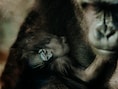 Antwerpse Zoo verwelkomt piepjonge babygorilla: “Het kleintje klampt zich stevig vast aan mama ”