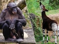 Welk dier begrijpt Engels? En wie braakt er om vijanden af te schrikken? 5 fenomenale beestjes uit de naburige zoo’s