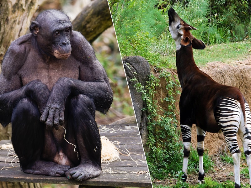 Welk dier begrijpt Engels? En wie braakt er om vijanden af te schrikken? 5 fenomenale beestjes uit de naburige zoo’s