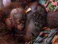 Orang-oetan en jong gered uit vuurzee in Indonesië, bosbranden verwoestten al 300.000 hectare