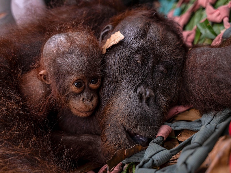 Orang-oetan en jong gered uit vuurzee in Indonesië, bosbranden verwoestten al 300.000 hectare